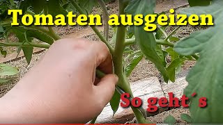 Tomaten ausgeizen  so geht´s 🍅🍅🍅 Geiztriebe an Tomaten erkennen und entfernen 🍅🍅🍅 [upl. by Kelleher]