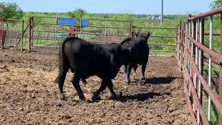 2 purebred Brangus bulls 0424  Cattle for sale [upl. by Ainos]