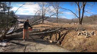 Dying codominant Ash tree along driveway [upl. by Erminna381]