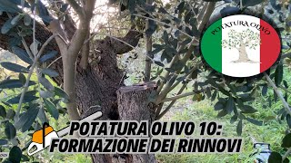 Potatura Olivo 10 la formazione dopo il rinnovo [upl. by Wonacott]