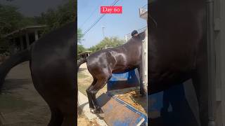 Day60 horse horsecare explore horselove youtubshorts youtube animals [upl. by Ferdinand]