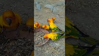 Sun conure beautiful breeder pairs four sale Sun conure pairs redy to breedingvideo [upl. by Adanama]