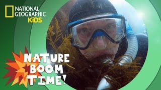 Kelp Forest  Nature Boom Time  natgeokids [upl. by Fulmer149]