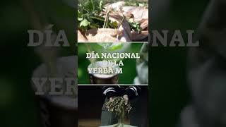 🇵🇾 11 de octubre 🌿 Día Nacional de la Yerba Mate 🌿 [upl. by Eicyaj]