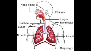 The Respiratory system in Urdu  Respiration in human beings  Breathe  Breathing [upl. by Tomas]