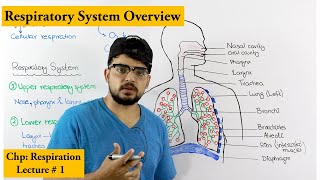 Respiratory system introduction and Overview [upl. by Hans]