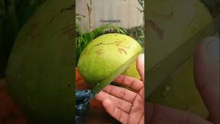 Wow this mans skill in cutting coconuts  video [upl. by Iridissa588]