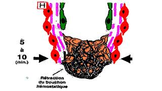 physiologie de lhemostase BRAHIMI [upl. by Lani]