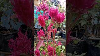 Celosia flowers plant👌❤️💞 shortyoutubeshortsvideo [upl. by Natanhoj]