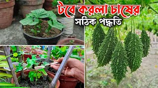 টবে করলা  উচ্ছে চাষের সঠিক পদ্ধতি  করলা চাষ পদ্ধতি  Karala chas  biswa bangla krishi [upl. by Sim]