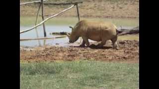 Rhinocéros et bain de boue [upl. by Burrill]