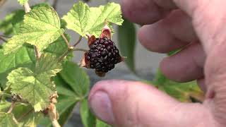 Rubus Benenden Ripe Fruit [upl. by Notniuqal]