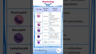 Hematology Anatomy  Cell Types  Docrobytes Flashcards  USMLE Drone [upl. by Eachern]