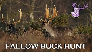 HAMPSHIRE FALLOW BUCK HUNT [upl. by Jerman]