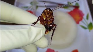 Dissection of Cockroach  Periplaneta americana  Zoology Practical [upl. by Enelrihs776]