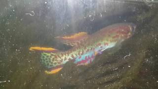 Fundulopanchax Gardneri quotJos Plasteauquot Killifish RS [upl. by Nil95]