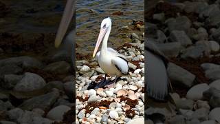 Pelicans eat everything [upl. by Heyes]