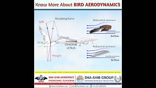 Learn Lift Drag Thrust amp Weight Through the Science of Birds 🦅✈️ ShaShib Aerospace Engineering [upl. by Ydne769]