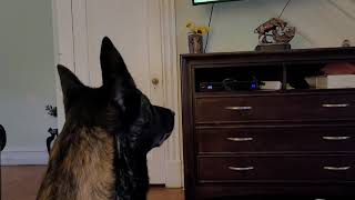 Dutch Shepherd Enjoys Stonnie Dennis on YouTube [upl. by Leahplar23]