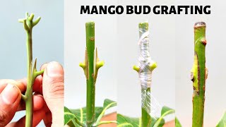 Mango Bud grafting new technique how to graft mango graft tree [upl. by Darnok]