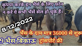 आज खरीदो ताज़ा बियाई भैंस मात्र 36000रू में ट्रांसपोर्ट फ्री low price 9 buffalo for sale [upl. by Saphra]