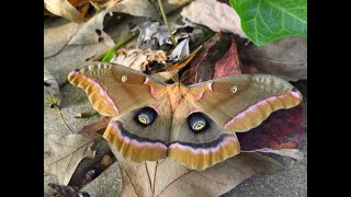 Owl Eyed Moth Bug No 4 [upl. by Breeze]