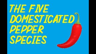 The Five Domesticated Pepper Species [upl. by Demy]