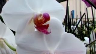 Orkide Orchidaceae  Özelliği Çoğaltımı Bakımı Sulaması Budaması 5 Bölüm [upl. by Clarine]