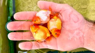 How to create thousands of baby goldfish  Complete goldfish breeding guide [upl. by Shira]