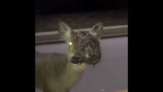 Close Up Encounters With Zombie Deers CWD Chronic Wasting Disease Deers Compilation [upl. by Serra]