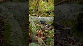 The superb lyrebird is an Australian passerine songbird shorts [upl. by Norty]