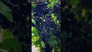 Jamun ka ped garden 🏡sorts 🌱🪴jamun🎄🌲🎄🌲🎄🌲 [upl. by Massingill]