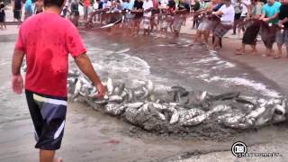 Pesca da Tainha  Praia da Pinheira [upl. by Ellenohs876]