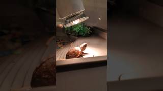 Adams new tank turtle home [upl. by Bucher439]