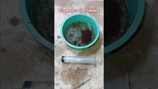 Bloodworm Live Feeding Aquarium Fish  Aquatic Live Food Pk [upl. by Toth]