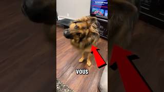 Pourquoi les chiens penchentils leurs têtes 🐶 [upl. by Gabrielson]