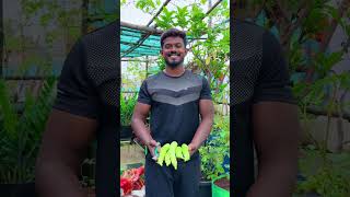 மாடித்தோட்டத்தில் ஒரு மகத்தான அறுவடை  maadithottam home terracegarden kitchen gardening [upl. by Enohs]