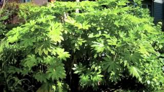 Fatsia japonica  Japanese Aralia [upl. by Wilt336]