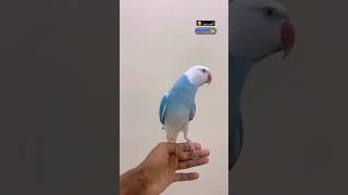 Lacewing Ringneck Lovers ❤ youtube youtubeshorts ytshorts [upl. by Rumney]