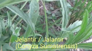 Tanaman Jelantir  Jalantir Conyza Sumatrensis [upl. by Abraham482]