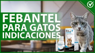 😺 FEBANTEL para GATOS Qué es dosis y efectos secundarios 💊😺 [upl. by Aidaas]