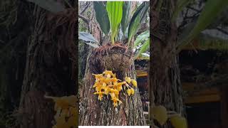 ORQUÍDEAS COLGANTES EN KOKEDAMA [upl. by Ahseenat]