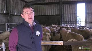 Pasteurella Pneumonia and Clostridial Disease  XLVets Sheep Roadshow 2020 [upl. by Jarrad]