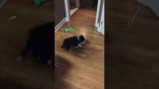 Curious sheltie puppy playing with her hamster friend puppy sheltie [upl. by Leilamag89]