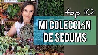 Mi colección de Sedum Jardín Suculento [upl. by Nepsa134]