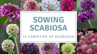 How To Sow Scabious  Sowing Pincushion Flowers [upl. by Euqinamod]