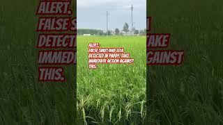 Alert false smut and tela in paddy farming agriculture fartilizer fungicide insecticide pr126 [upl. by Hesoj]