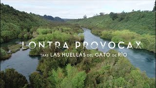 Documental quotLontra Provocax tras las huellas del gato de ríoquot [upl. by Sanchez]