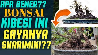 Bonsai KIBESI gaya sharimiki sageretia sp sharimiki style [upl. by Legge]