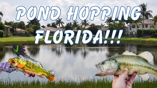 Winter Pond Hopping In Florida  Big Peacock Bass [upl. by Lederer415]